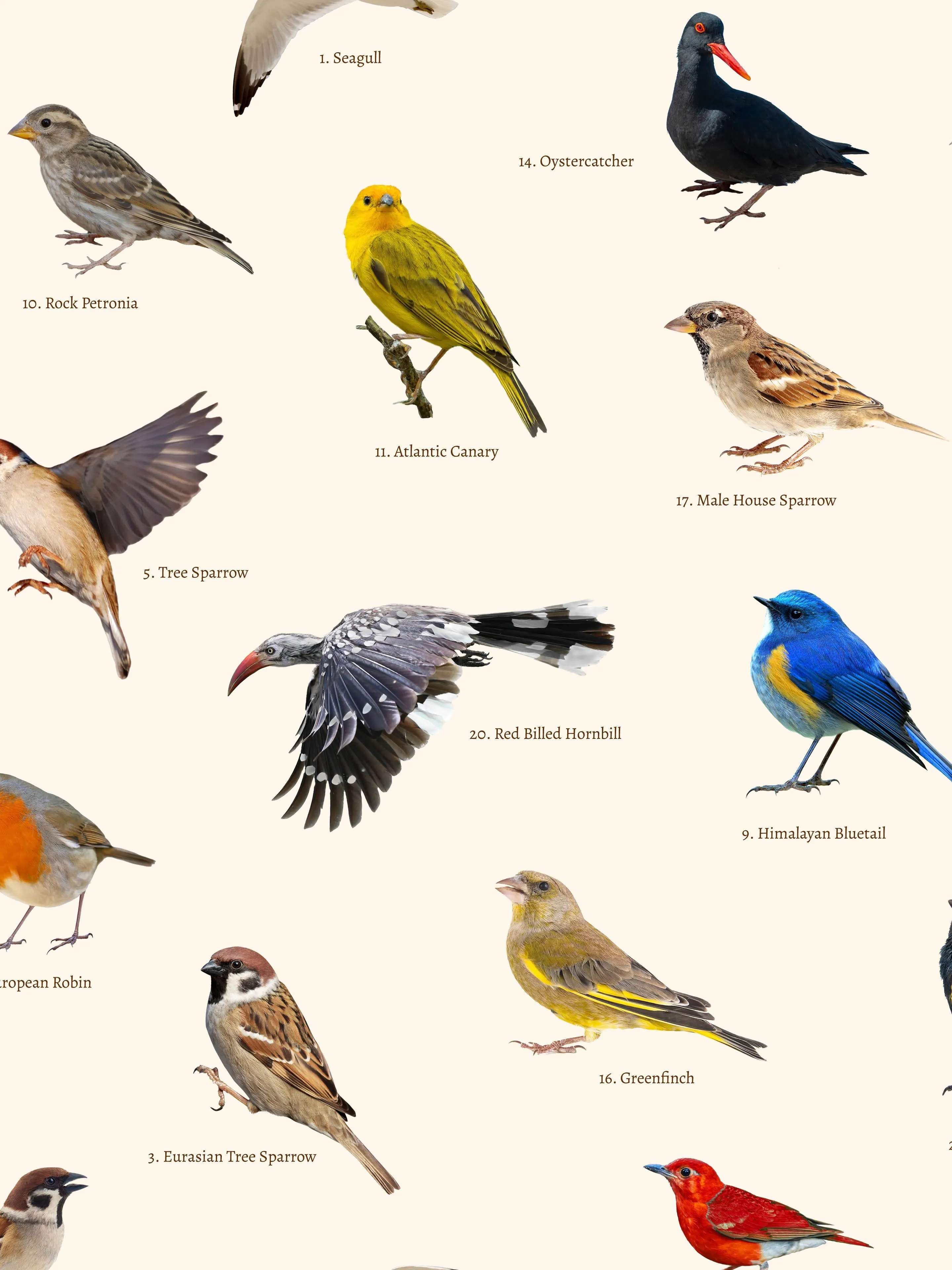Bird Watching Wijde broek Dames
